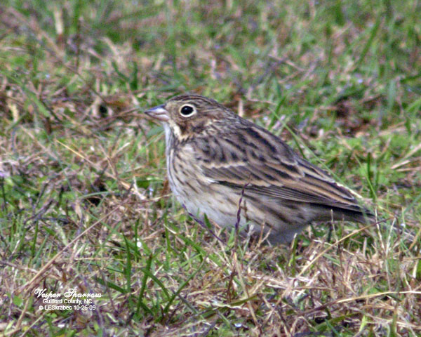Vesper Sparrow